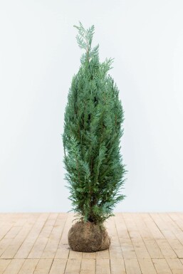 Cipres / Chamaecyparis Lawsoniana Columnaris Glauca 100-120 cm