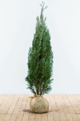 Cipres / Chamaecyparis Lawsoniana Columnaris Glauca 120-140 cm