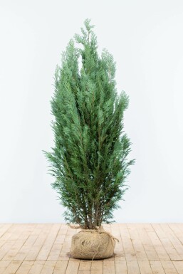 Cipres / Chamaecyparis Lawsoniana Columnaris Glauca 140-160 cm