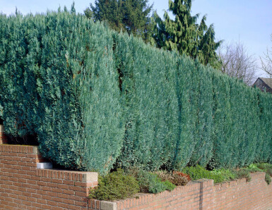 Blauwe Californische Cipres Chamaecyparis lawsoniana Columnaris Glauca Haag 140-160 Kluit Cipres / Chamaecyparis Lawsoniana Columnaris Glauca 140-160 cm