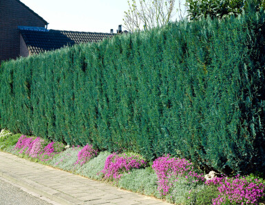 Cipres / Chamaecyparis Lawsoniana Columnaris Glauca 140-160 cm