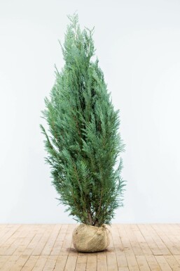 Cipres / Chamaecyparis Lawsoniana Columnaris Glauca 160-180 cm