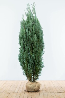 Cipres / Chamaecyparis Lawsoniana Columnaris Glauca 180-200 cm