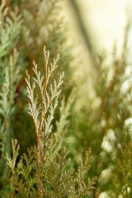Cipres / Chamaecyparis Lawsoniana Columnaris Glauca 180-200 cm