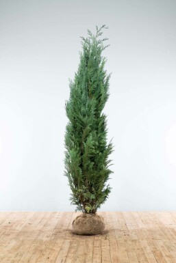 Blauwe Californische Cipres Chamaecyparis lawsoniana Columnaris Glauca Haag 200-225 Kluit Cipres / Chamaecyparis Lawsoniana Columnaris Glauca 200-225 cm