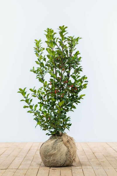 Hulst / Ilex Meserveae Heckenfee 60-80 cm
