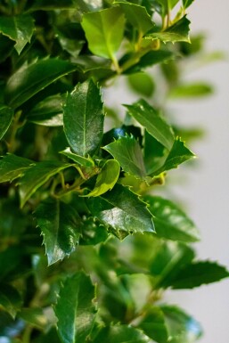 Hulst / Ilex Meserveae Heckenfee 60-80 cm