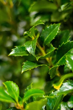 Hulst / Ilex Meserveae Heckenfee 80-100 cm