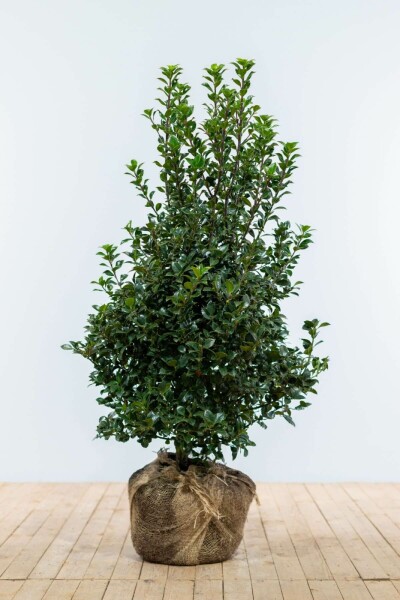 Hulst / Ilex Meserveae Heckenfee 100-125 cm
