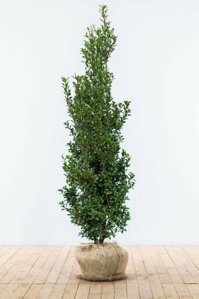 Hulst / Ilex Meserveae Heckenfee 150-175 cm