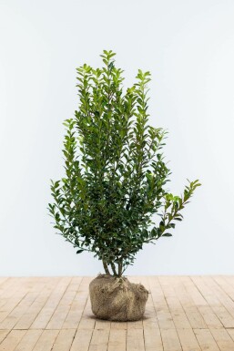 Hulst Ilex meserveae Heckenpracht Haag 60-80 Kluit Hulst / Ilex Meserveae Heckenpracht 60-80 cm
