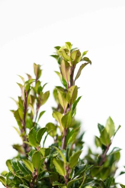 Hulst / Ilex Meserveae Heckenpracht 60-80 cm