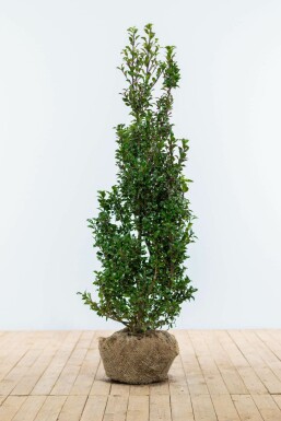 Hulst Ilex meserveae Heckenpracht Haag 80-100 Kluit Hulst / Ilex Meserveae Heckenpracht 80-100 cm
