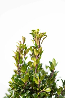 Hulst / Ilex Meserveae Heckenpracht 80-100 cm