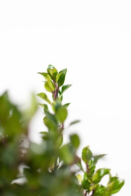 Hulst / Ilex Meserveae Heckenpracht 80-100 cm