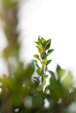 Hulst / Ilex Meserveae Heckenpracht 80-100 cm