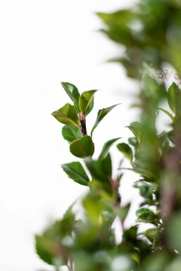 Hulst / Ilex Meserveae Heckenpracht 80-100 cm