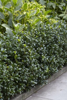 Hulst / Ilex Meserveae Heckenpracht 80-100 cm