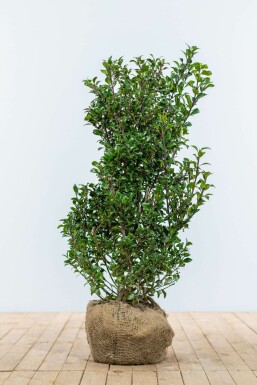 Hulst Ilex meserveae Heckenpracht Haag 100-125 Kluit Hulst / Ilex Meserveae Heckenpracht 100-125 cm