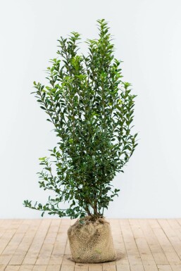 Hulst Ilex meserveae Heckenpracht Haag 125-150 Kluit Hulst / Ilex Meserveae Heckenpracht 125-150 cm