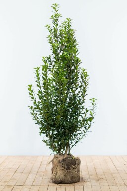 Hulst Ilex meserveae Heckenpracht Haag 150-175 Kluit Hulst / Ilex Meserveae Heckenpracht 150-175 cm