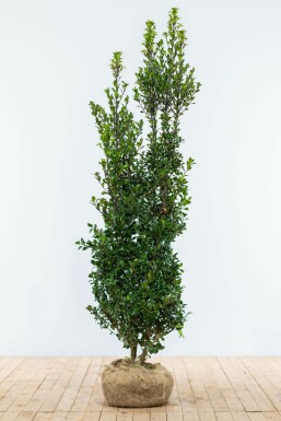 Hulst Ilex meserveae Heckenpracht Haag 175-200 Kluit Hulst / Ilex Meserveae Heckenpracht 175-200 cm