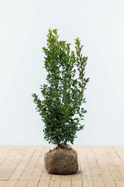 Hulst / Ilex Meserveae Heckenstar 60-80 cm