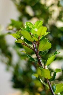 Hulst Ilex meserveae Heckenstar Haag 60-80 Kluit Hulst / Ilex Meserveae Heckenstar 60-80 cm