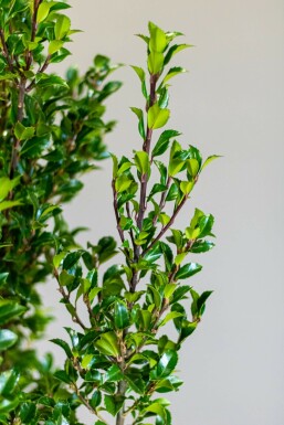 Hulst / Ilex Meserveae Heckenstar 80-100 cm