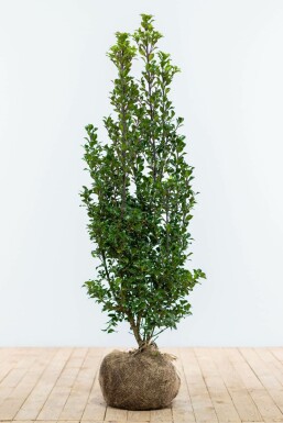 Hulst Ilex meserveae Heckenstar Haag 100-125 Kluit