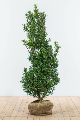 Hulst Ilex meserveae Heckenstar Haag 125-150 Kluit Hulst / Ilex Meserveae Heckenstar 125-150 cm