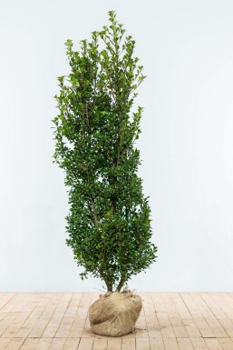 Hulst Ilex meserveae Heckenstar Haag 150-175 Kluit Hulst / Ilex Meserveae Heckenstar 150-175 cm