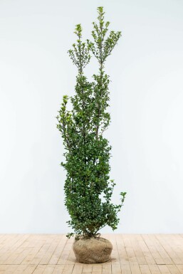 Hulst Ilex meserveae Heckenstar Haag 175-200 Kluit Hulst / Ilex Meserveae Heckenstar 175-200 cm