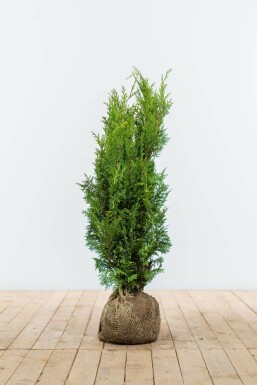 Cipres / Chamaecyparis Lawsoniana Ivonne 60-80 cm