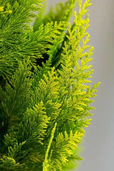Cipres / Chamaecyparis Lawsoniana Ivonne 60-80 cm
