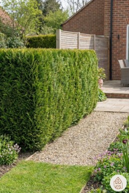 Cipres / Chamaecyparis Lawsoniana Ivonne 60-80 cm