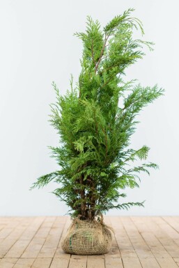 Cipres Chamaecyparis lawsoniana Ivonne Haag 80-100 Kluit Cipres / Chamaecyparis Lawsoniana Ivonne 80-100 cm