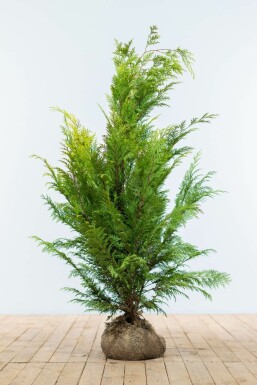 Cipres Chamaecyparis lawsoniana Ivonne Haag 100-120 Kluit Cipres / Chamaecyparis Lawsoniana Ivonne 100-120 cm