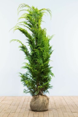 Cipres Chamaecyparis lawsoniana Ivonne Haag 140-160 Kluit Cipres / Chamaecyparis Lawsoniana Ivonne 140-160 cm