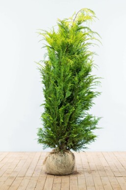 Cipres / Chamaecyparis Lawsoniana Ivonne 160-180 cm