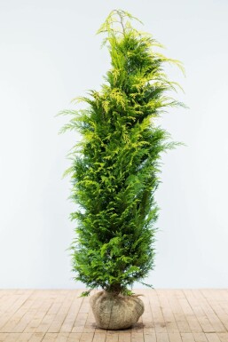 Cipres Chamaecyparis lawsoniana Ivonne Haag 180-200 Kluit Cipres / Chamaecyparis Lawsoniana Ivonne 180-200 cm