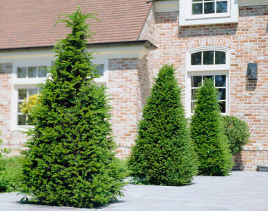Taxus Baccata 60-80 cm