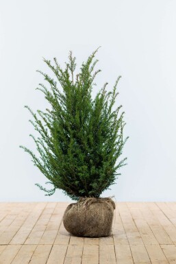 Taxus Baccata 80-100 cm