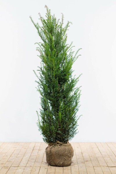 Taxus Baccata 120-140 cm