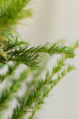 Taxus Baccata 120-140 cm