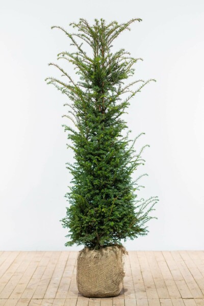 Taxus Baccata 140-160 cm
