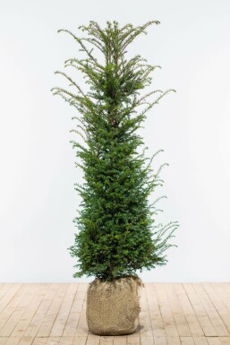 Taxus Baccata 140-160 cm