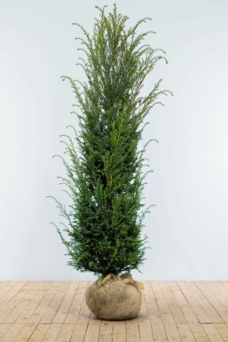 Taxus Baccata 180-200 cm