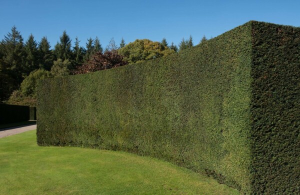 Taxus Baccata 180-200 cm
