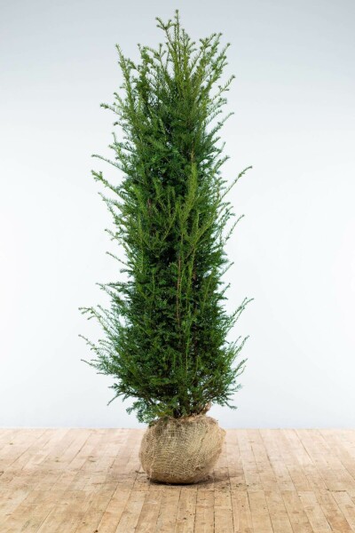 Taxus Baccata 200-225 cm
